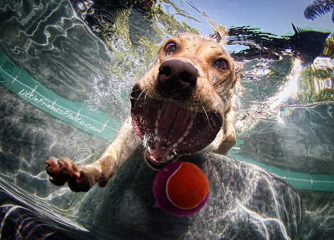 Фотограф Seth Casteel. Фотосет с собаками, играющими в водное поло