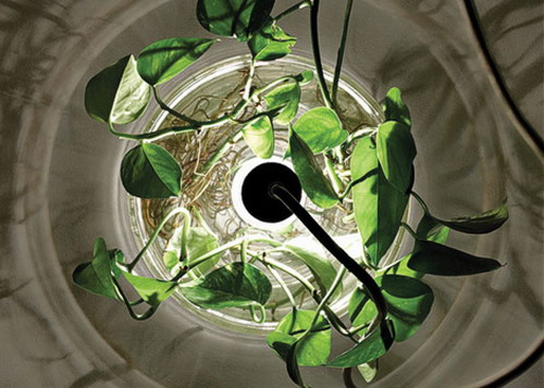 Мириам Ост (Miriam Aust). Стеклянно-растительная лампа «Vase & Leuchte»