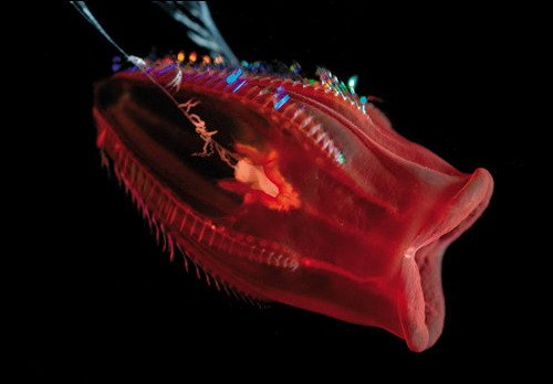 Фотографии мега-глубоководных существ из книги Claire Nouvian "The Deep: The Extraordinary Creatures of the Abyss"
