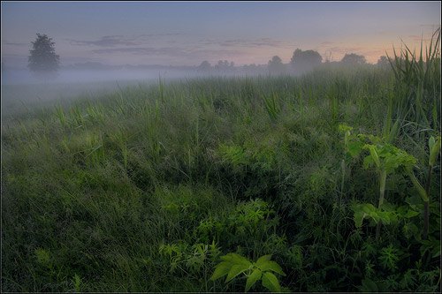 Сказочная НеТайга. Магия природы средней полосы от фотографа Александра Киценко